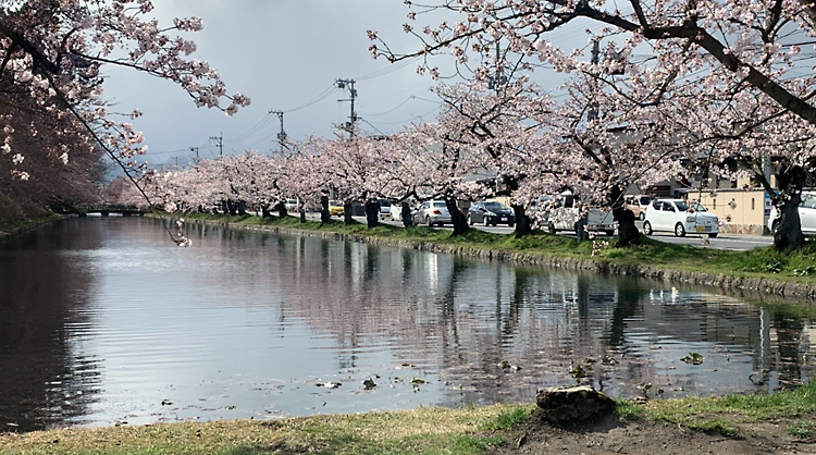 亀甲町付近の桜
