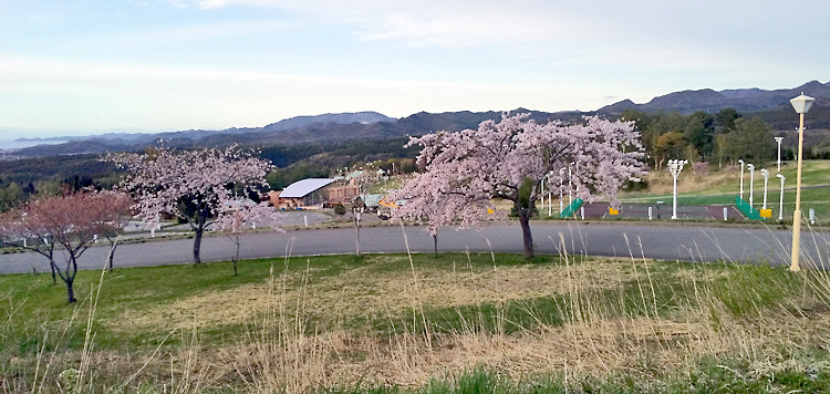 雲谷の桜